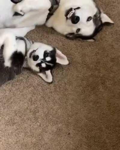 “...and this is how we derp”