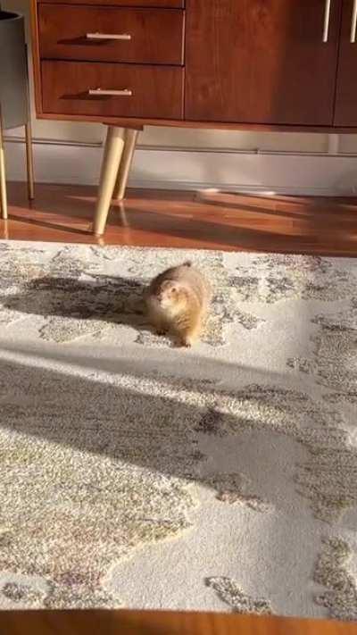 This Prairie Dog streching!