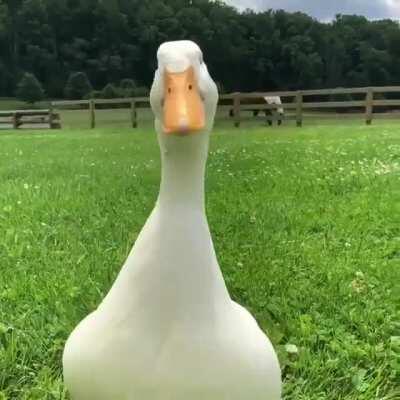 Sebastian The Duck