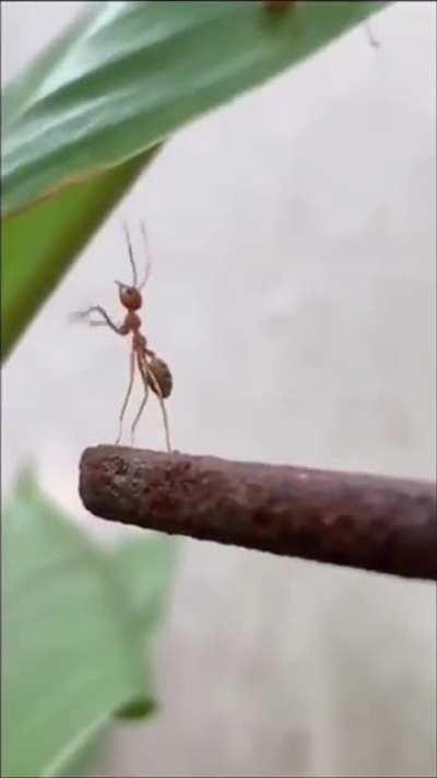 Cold-hearted ants leave a friend behind.