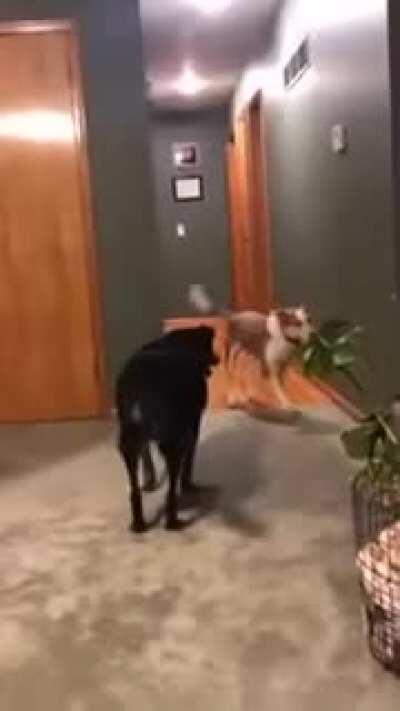 Young dog helps his older companion, who can no longer play ball