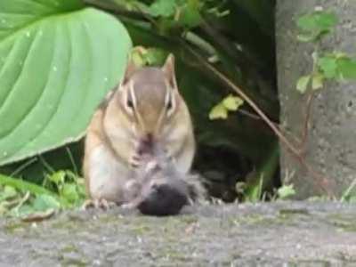 Chipmunk chewing on a mouse's head