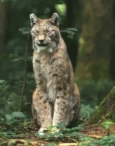 🔥 I don't know what species it is, but this cat is beautiful.