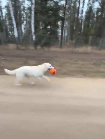 Our dog loves her ball so much, she takes it on her runs