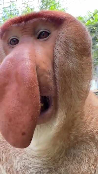 long-nosed monkey up close.