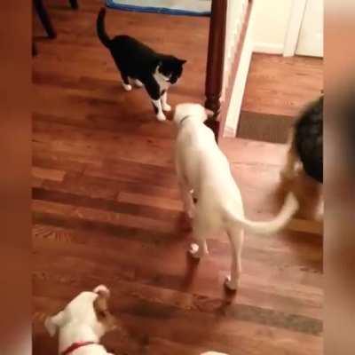 Cat VS Dog