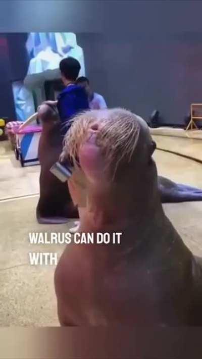 This walrus can whistle