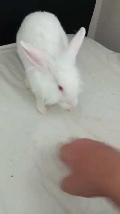 My Little Great Rabbit