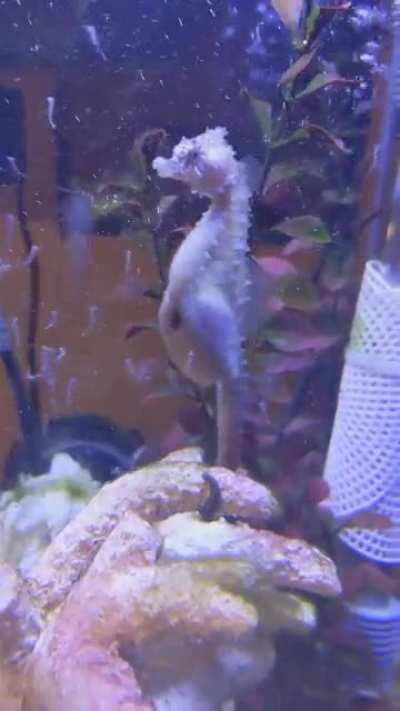 A male seahorse giving babies