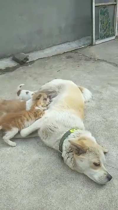 Good girl feeding her puppies and a hungry kitty