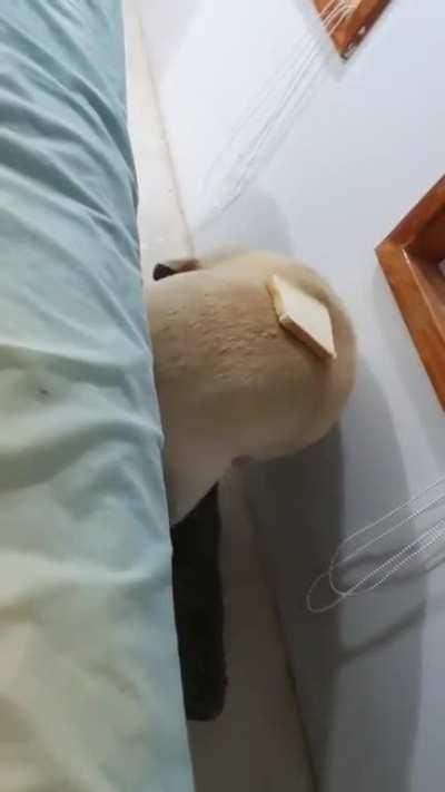 Sick person makes a sandwich out of his dog.