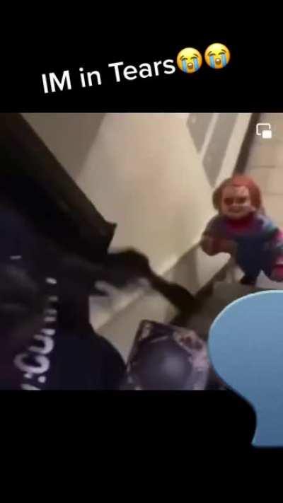 Chucky playing rough games😹