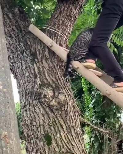 Saving a cat from a tree