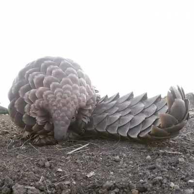 A Pangolin blep