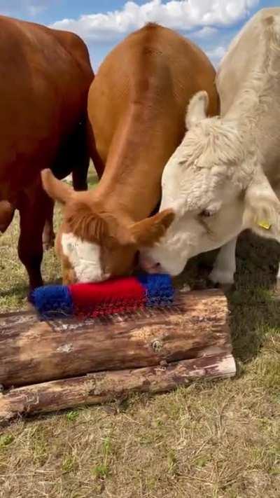 Installing a cow scratcher