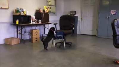 Short-legged dog uses a small chair as a tool to get on a big chair