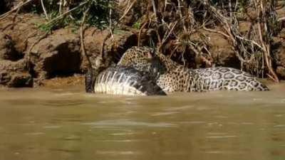 Jaguar and caiman wrestle in water as the jaguar impales the caiman through its osteoderms.