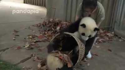 This Zookeeper is trying to rake leaves but 2 Panda cubs have other ideas