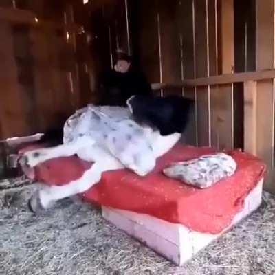 I love my horse , I'll make a bed for her softly...