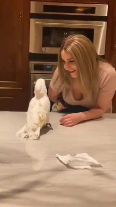 Nice Parrot 