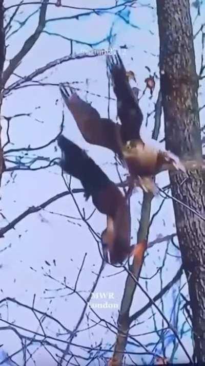 Hawk vs Squirrel