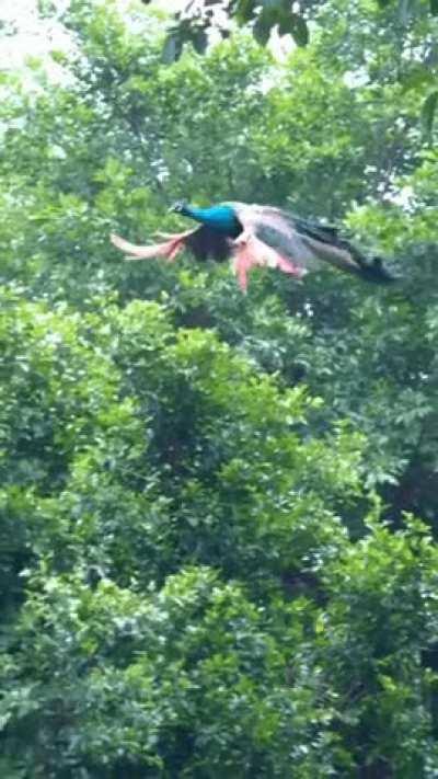 🔥 Peacock flying