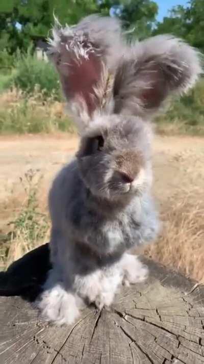 This incredibly fluffy bunny