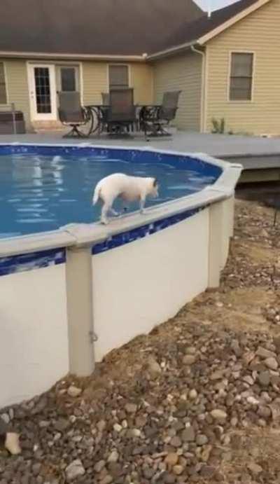 This dog exiting his pool.