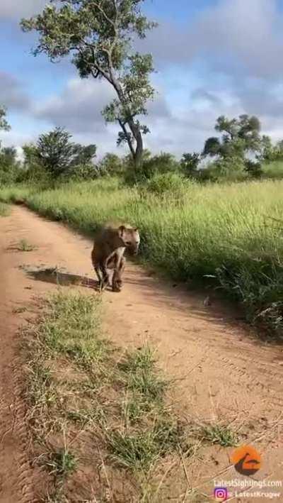 Male Hyena has survived over 9 months since being crippled by a Lion.