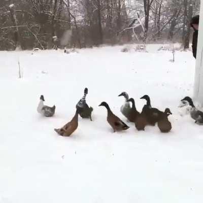 Geese going out into the snow