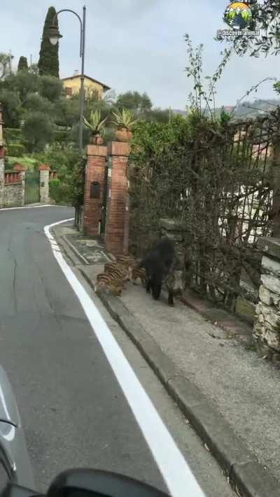 Boar family going for the walk