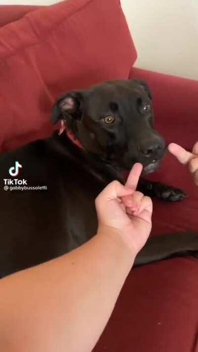 Dog responds to his bullies with grace and maturity