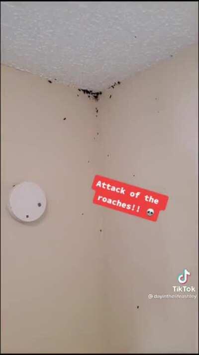 Attack of the Roaches