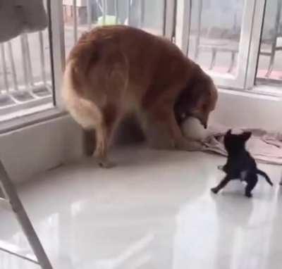 Golden doggo gets a little friend