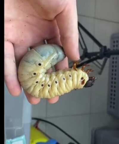 🔥 Hercules beetle life cycle