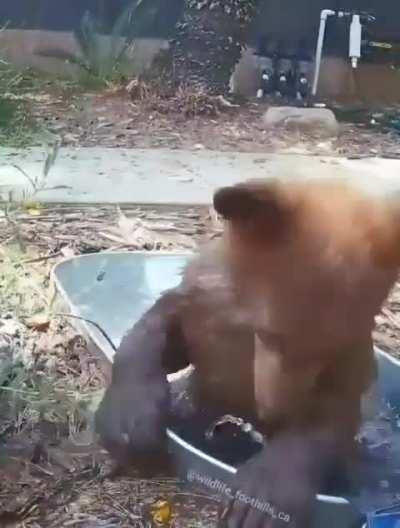 This woman leaves a container of water outside for wild animals. Animals drink from it & bear cubs even play in it.