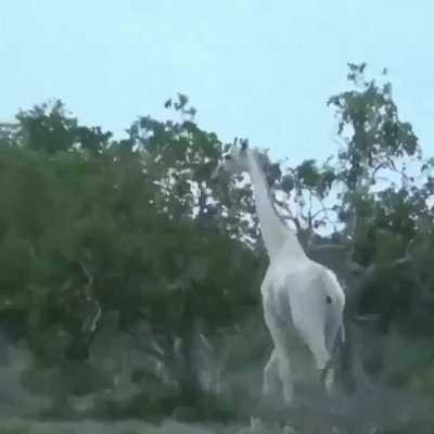 Rare Albino giraffes sighted in Kenya conservation area