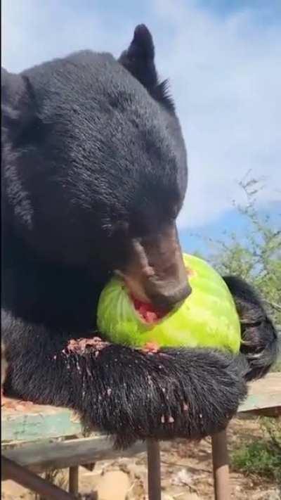 Bear receives a tasty gift