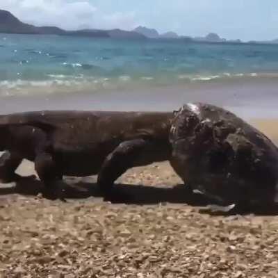 Komodo Dragon attacks a sea turtle on land, gets unexpected helmet upgrade....