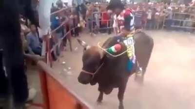 Bull swings around rider like tether ball