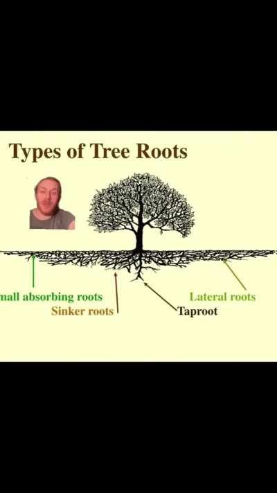 A Mythbusters about tree root system 