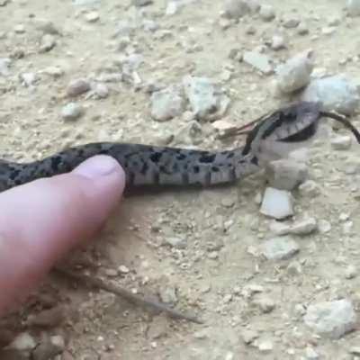 🔥Hognose snake theatrically fakes death to avoid predation This behavior is called Thanatosis