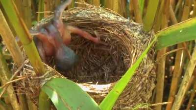 A cuckoo chick evicts other eggs from the nest to ensure its own survival