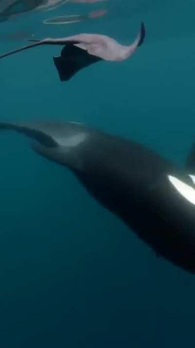 The killer whale &quot;orca&quot; slaps rays with its tail