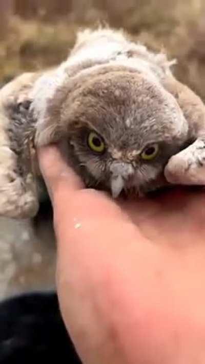 A bucket of owl chicks want to go inside