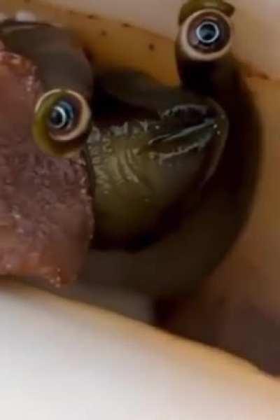 The eyes on a conch