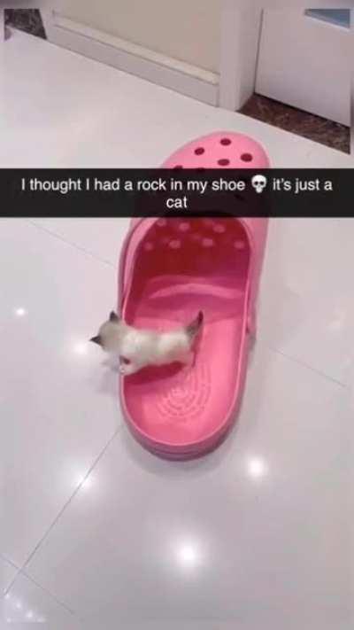 cat in my shoe