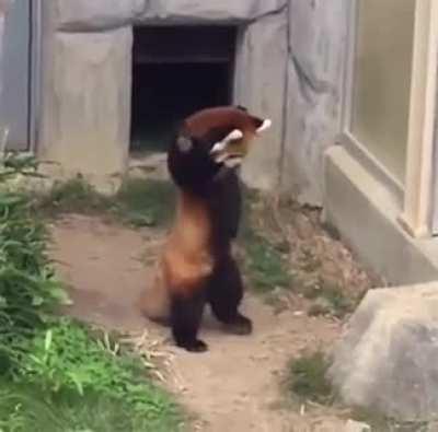 Red panda fears rock