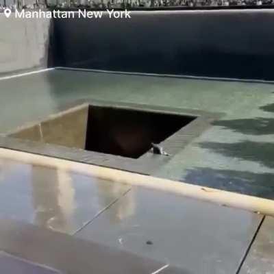 Man jumps into the pool of the 9/11 memorial