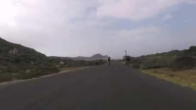 Cyclist chased by an Ostrich